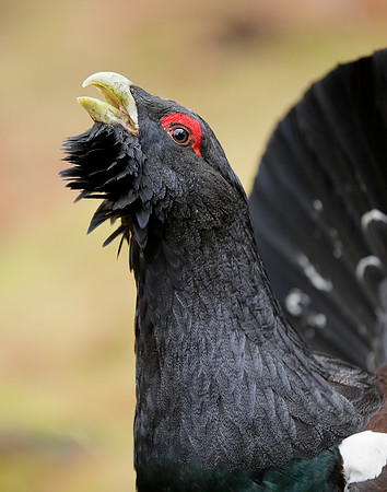 Capercaillie Tetrao urogallus