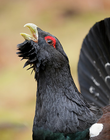 Capercaillie Tetrao urogallus
