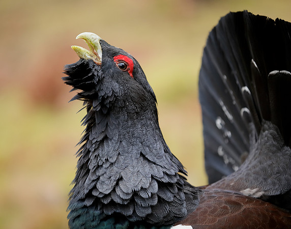 Capercaillie Tetrao urogallus