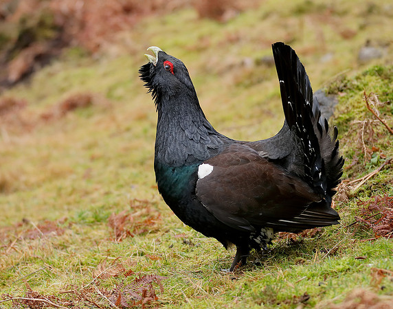Capercaillie Tetrao urogallus