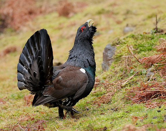 Capercaillie Tetrao urogallus
