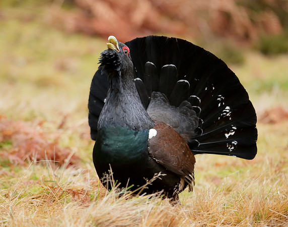 Capercaillie Tetrao urogallus