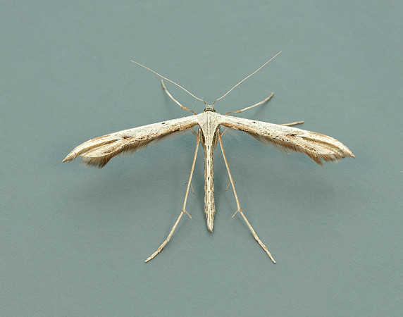45.044 BF1524 Common Plume Emmelina monodactyla