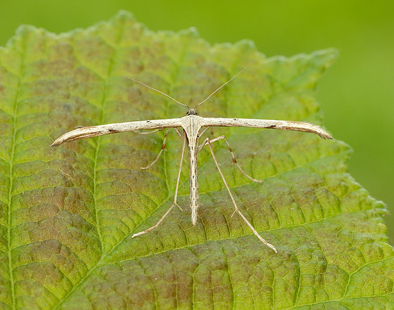 45.044 BF1524 Common Plume Emmelina monodactyla