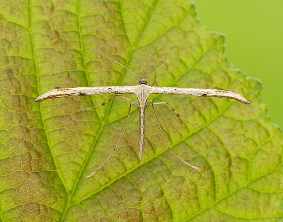 45.044 BF1524 Common Plume Emmelina monodactyla