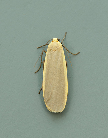 72.043 BF2049 Buff Footman Eilema depressa