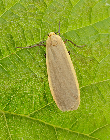 72.043 BF2049 Buff Footman Eilema depressa