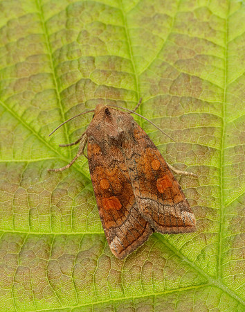 73.128 BF2360x Ear Moth agg. Amphipoea oculea agg.