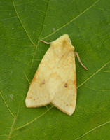 73.182 BF2274 Sallow Cirrhia icteritia