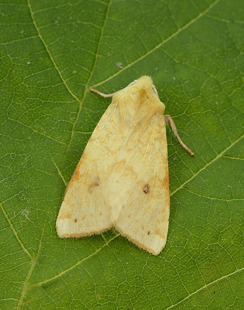 73.182 BF2274 Sallow Cirrhia icteritia