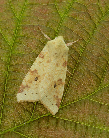 73.182 BF2274 Sallow Cirrhia icteritia
