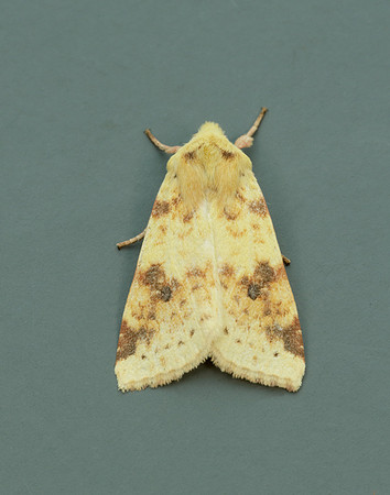 73.182 BF2274 Sallow Cirrhia icteritia