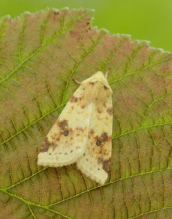 73.182 BF2274 Sallow Cirrhia icteritia