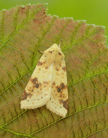73.182 BF2274 Sallow Cirrhia icteritia