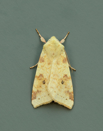 73.182 BF2274 Sallow Cirrhia icteritia
