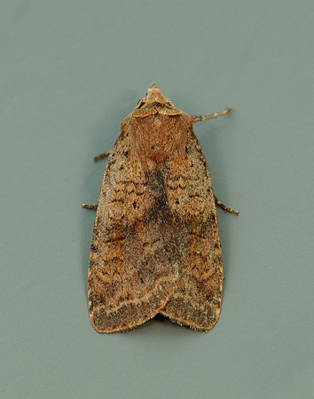 73.331 BF2121 Barred Chestnut Diarsia dahlii