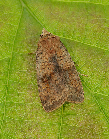 73.331 BF2121 Barred Chestnut Diarsia dahlii