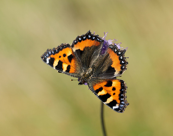 Small Tortoiseshell Aglais urticae