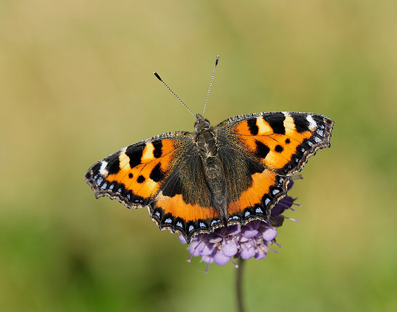 Small Tortoiseshell Aglais urticae