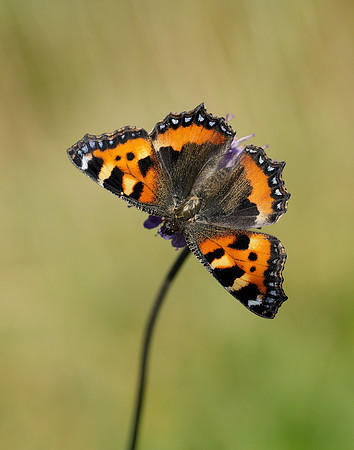 Small Tortoiseshell Aglais urticae