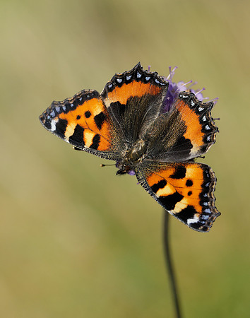 Small Tortoiseshell Aglais urticae