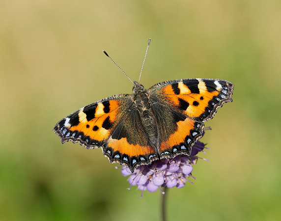 Small Tortoiseshell Aglais urticae