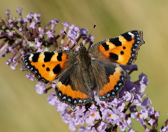 Small Tortoiseshell Aglais urticae