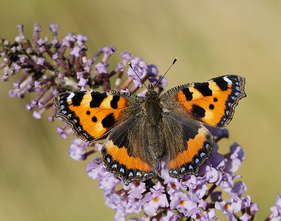 Small Tortoiseshell Aglais urticae