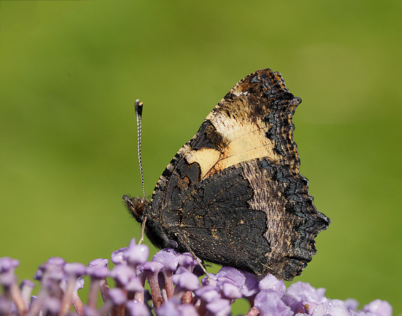 Small Tortoiseshell Aglais urticae