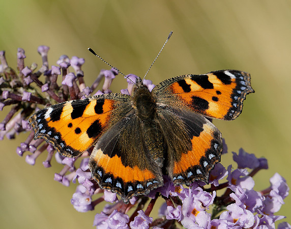 Small Tortoiseshell Aglais urticae