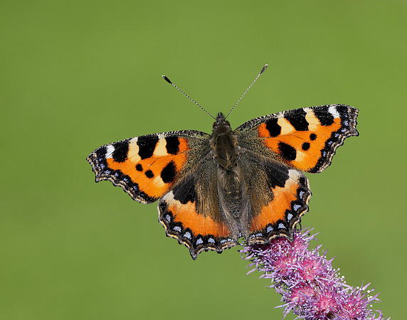 Small Tortoiseshell Aglais urticae