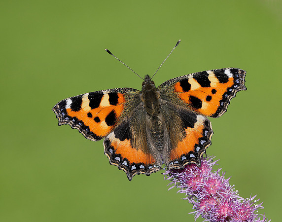 Small Tortoiseshell Aglais urticae