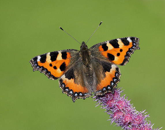 Small Tortoiseshell Aglais urticae