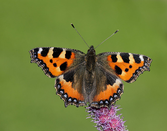 Small Tortoiseshell Aglais urticae