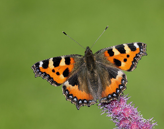 Small Tortoiseshell Aglais urticae