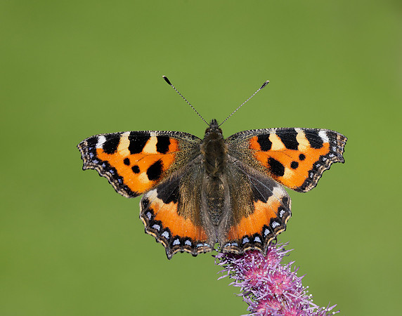 Small Tortoiseshell Aglais urticae
