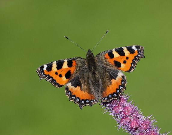 Small Tortoiseshell Aglais urticae