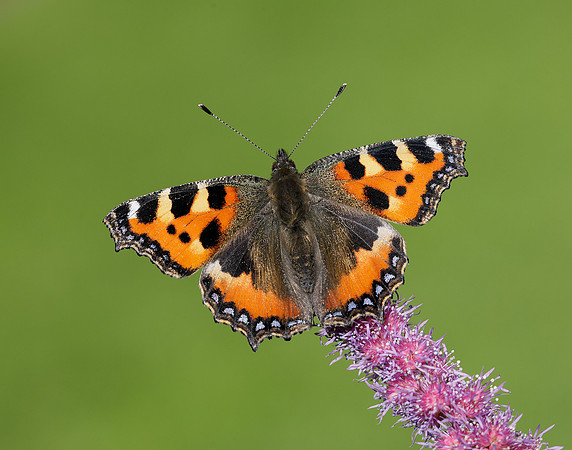 Small Tortoiseshell Aglais urticae