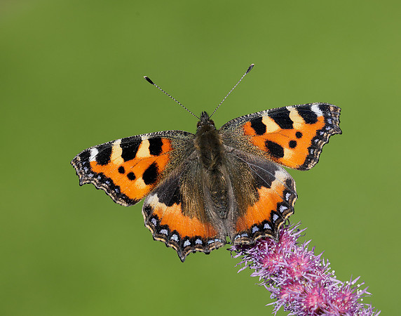 Small Tortoiseshell Aglais urticae