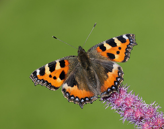 Small Tortoiseshell Aglais urticae
