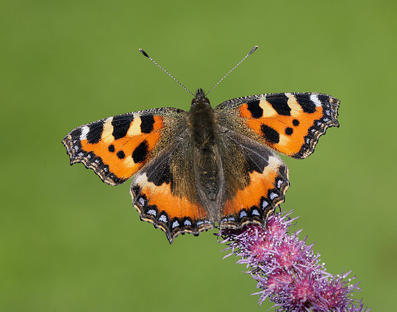 Small Tortoiseshell Aglais urticae