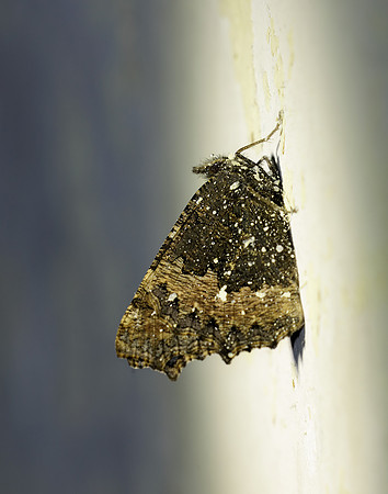 Small Tortoiseshell Aglais urticae