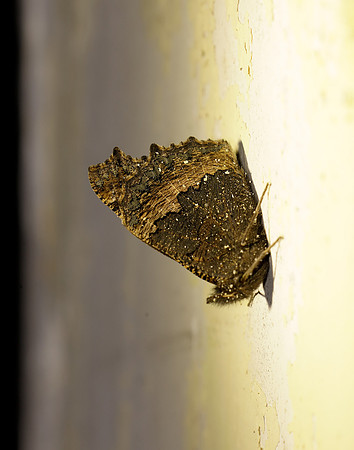 Small Tortoiseshell Aglais urticae
