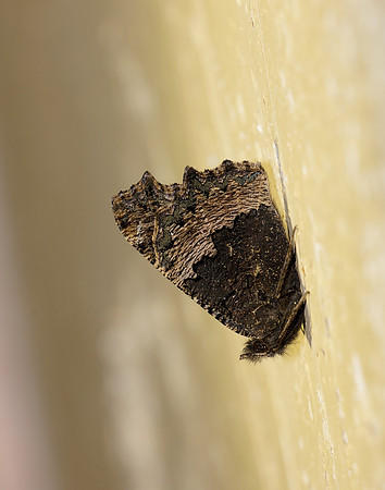 Small Tortoiseshell Aglais urticae