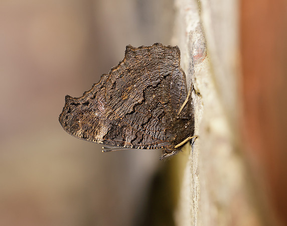 Peacock Aglais io