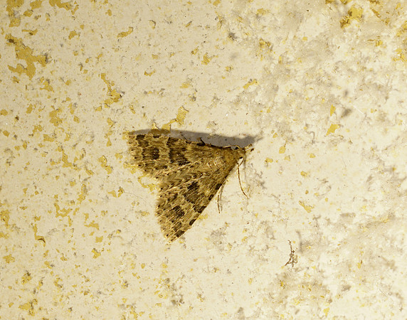 44.001 BF1288 Twenty-plume Moth Alucita hexadactyla