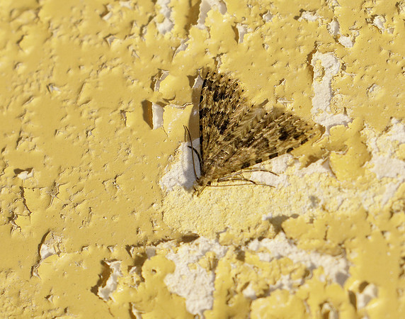 44.001 BF1288 Twenty-plume Moth Alucita hexadactyla