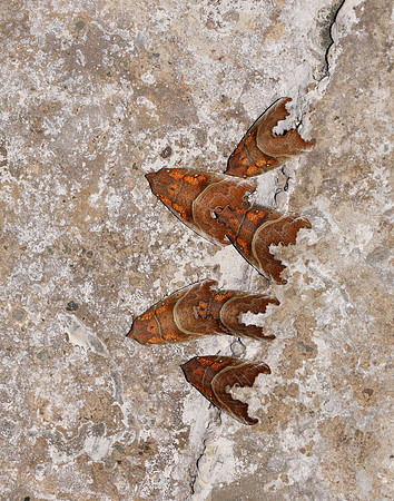 72.001 BF2469  Herald Scoliopteryx libatrix