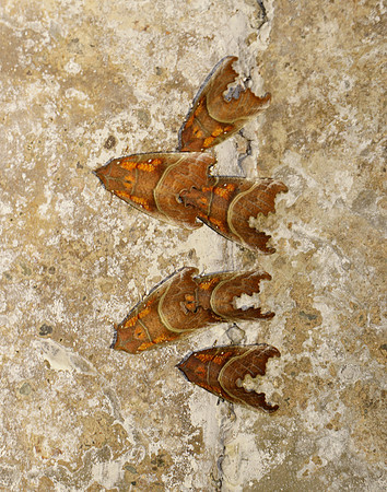 72.001 BF2469  Herald Scoliopteryx libatrix