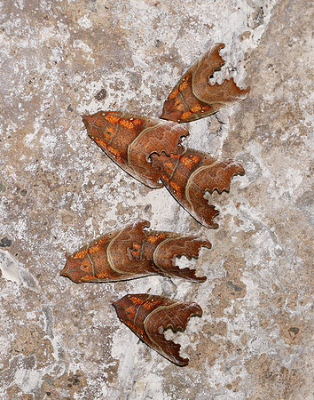 72.001 BF2469  Herald Scoliopteryx libatrix